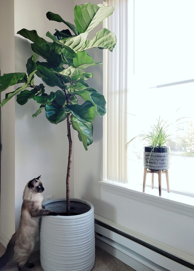 Plants Fiddle Leaf Fig
