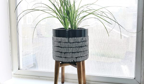 ponytail palm bathroom plants