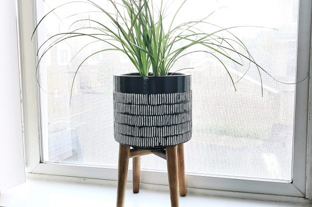 ponytail palm bathroom plants