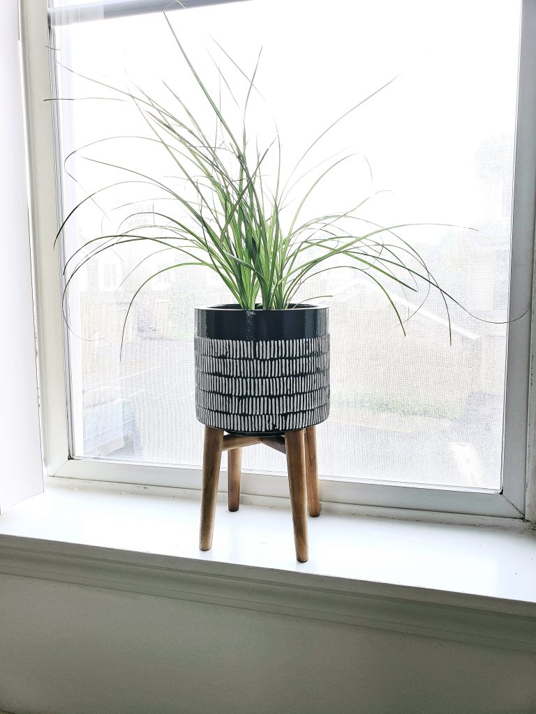 ponytail palm bathroom plants